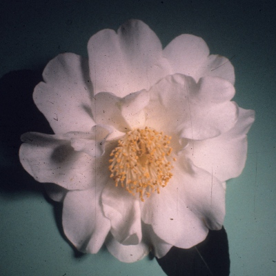 Elizabeth M. Tarver
